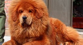 Най-скъпото куче в света
