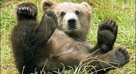 Шведче влетя със ските си директно в бърлогата на мечка