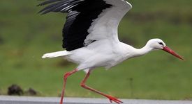 Миглен се появи на бял свят с рекордни размери - 7 килограма и 55 см.