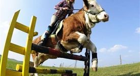 15-годишна девойка превърна кравата си в ... състезателен кон