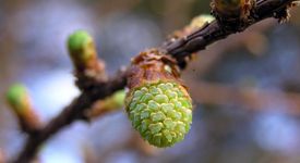 Шишарките - невероятен плод