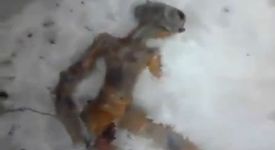 Труп на извънземно, намерен в Сибир! (+видео) 