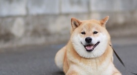 Къде живее най-усмихнатото куче в света? (+ снимки)