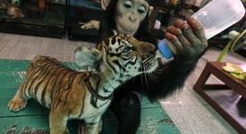 Шимпанзе си осинови бебе тигърче (+снимки)
