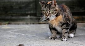 Коте хвана мишле и го пусна да си върви без една драскотина (+ снимка)