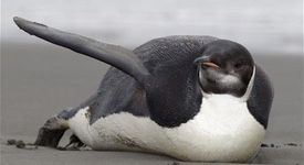 Изгубилият се в Нова Зеландия пингвин отплава към родината си 
