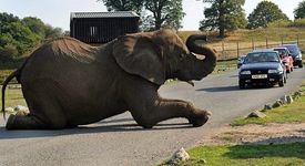 Полегнал на пътя слон блокира магистрала във Великобритания