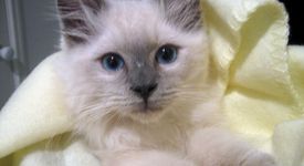 Котка спаси стопанина си от пожар 