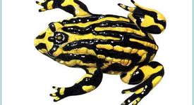 Миниатюрните жабки Коробори са на изчезване