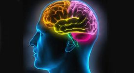 С годините, теглото на мозъка намалява