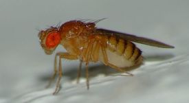 Плодовата мушица - Drosophila melanogaster
