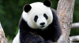 За първи път: В Германия ще се роди бебе панда