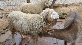 Любов припламна между коч и кошута