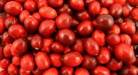 Червената боровинка - един от най-полезните плодове