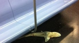 Шега в метрото - намериха мъртва акула с цигара в устата (+ снимки)