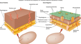 Цитоплазматична мембрана при микроорганизмите