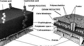 Химичен състав на цитоплазматичната мембрана при микроорганизмите