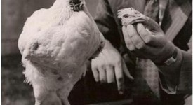 Петел живя без главата си година и половина