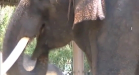 Слон говори корейски (+видео)