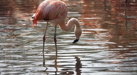 Плуване с фламинго в Аруба