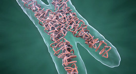 Хромозоми и прости ДНК повтори