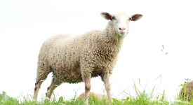 Овцете ще пращат SMS-и на стопаните си, когато усетят вълци наоколо