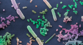 Включения в цитоплазмата на бактериите