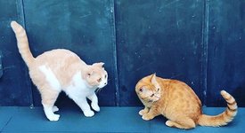 Котките на Ед Шийрън вече имат Instagram