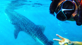 Най-девственият риф в Австралия, където може да плувате с акули