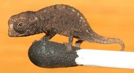 Бе открит миниатюрен хамелеон на Мадагаскар