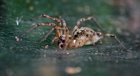 Страх ли ни е, виждаме паяците по-големи