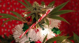 Мъж си украси елха от марихуана за Коледа