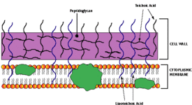 Химичен състав не клетъчната стена при бактериите