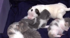 Котка осинови новородено питбулче (+ видео)