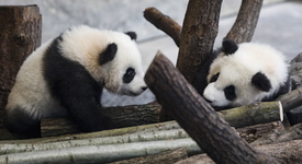 Германските панди близнаци дебютираха пред публика