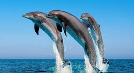 Делфините символизират свободата и спасението 
