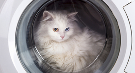 Котка оцеля, след като бе изпрана в пералнята