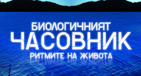 Да поговорим за биологичния часовник