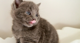 Котките от породата германски рекс - пръв приятел на децата
