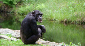 Шимпанзетата запомнят по-бързо от хората (+видео)