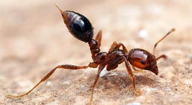 Пазете се от мравките - терминатори