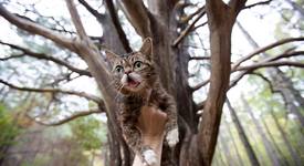 Lil Bub – една красива инициатива на хора с големи сърца