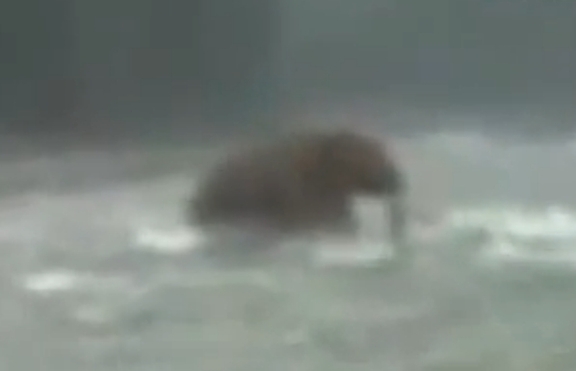 Заснеха жив мамут в Сибир (+видео)