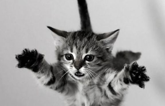 Котка оцеля след полет от 32-рия етаж 