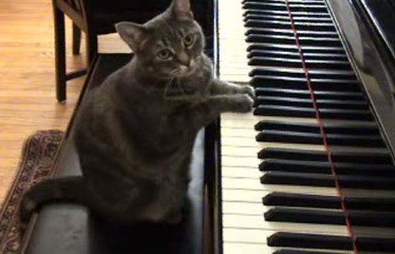 Котка свири перфектно на пиано (+видео)