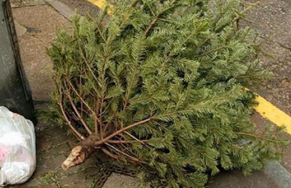 Вземете си коледно дърво под наем, спасете живота на една елха