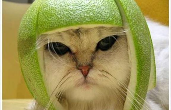 Гулаш от котешко месо или пък не...? 