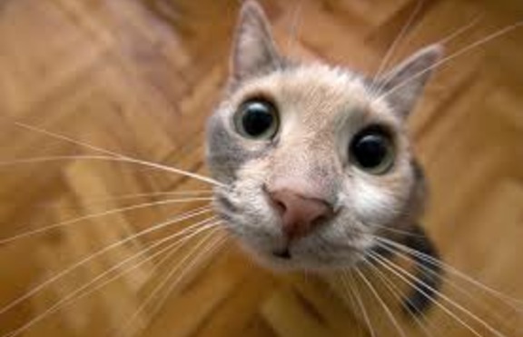 Искате котка за домашен любимец? Помислете си ...