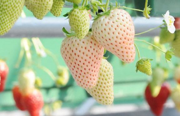 От утре пускат на пазара бели ягодки с вкус на ананас