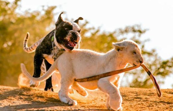 Куче осинови бенгалско тигърче и бяло лъвче (+ видео)